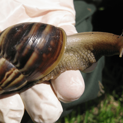 ppt-giant-african-snail.png