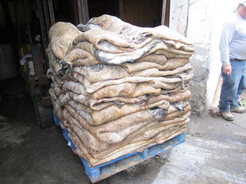 Wet salted Donkey hide - Image 2